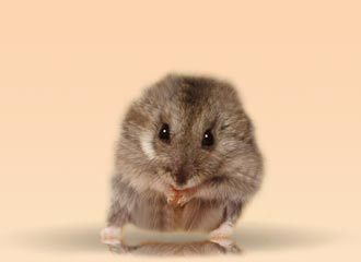 hamster.jpg